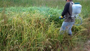 România, singura ţară din Europa Centrală care produce erbicide cu toxicitate redusă