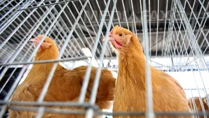 Gripa aviară s-ar putea transmite între oameni dacă se produce o mutaţie a virusului - studiu