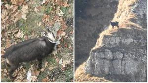 GALERIE FOTO: Capre negre fotografiate la înălţime, în Munţii Bucegi