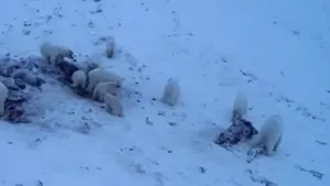 Cum încearcă locuitorii unui sat din Rusia, terorizaţi de urşii polari, să scape de animalele înfometate. Măsura, aspru criticată. VIDEO