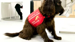 Câinii pot simţi mirosul infecţiei cu coronavirus. Cercetătorii din Marea Britanie vor începe un studiu pentru a afla cum pot fi dresaţi