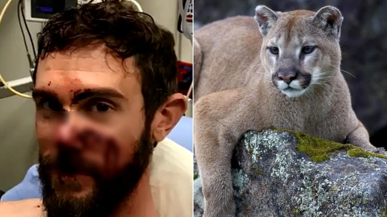 Puma sugrumată de un alergător, după ce l-a atacat, era un pui de 3-4 luni