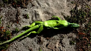 Prognoză meteorologică inedită. Sute de iguane vor „pica din cer” în Florida