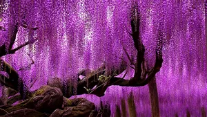 Cei mai frumoşi copaci din lume - GALERIE FOTO