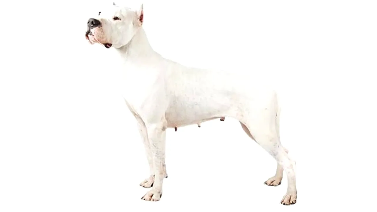Câinele Dog Argentinian: 7 caracteristici principale ale rasei