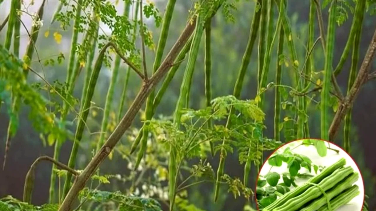 Arborele miraculos care elimină 98% din microplasticele din apă: alternativa naturală la soluțiile chimice