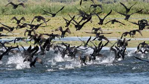 Băsescu: Delta şi Dunărea în ansamblu vor face obiectul unei promovări turistice în acest an - VIDEO