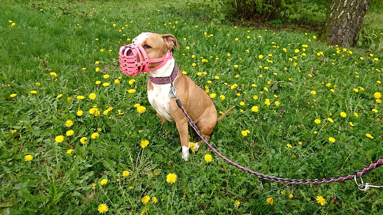 Neatenţia face victime. O femeie a ajuns la spital după ce a fost atacată de doi câini Amstaff lăsaţi liberi