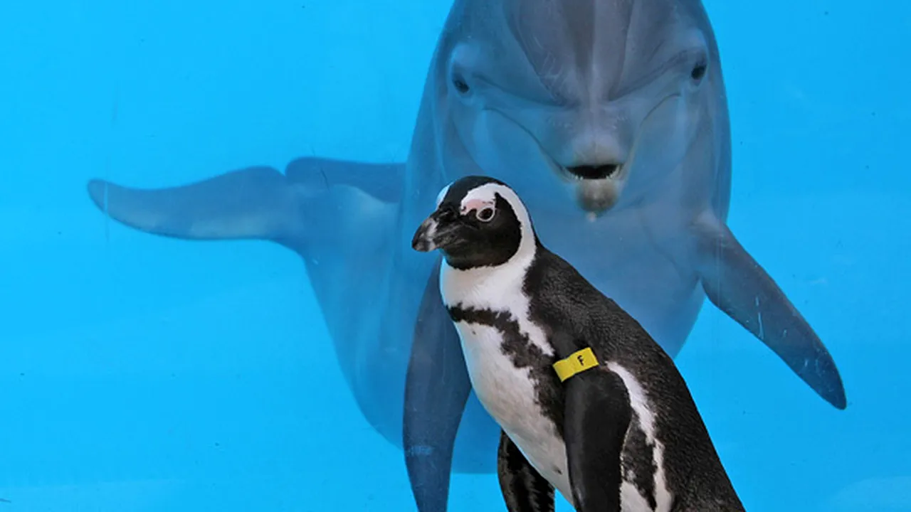 Un delfin şi mai mulţi pinguini, găsiţi într-o stare jalnică într-un acvariu părăsit din Japonia 