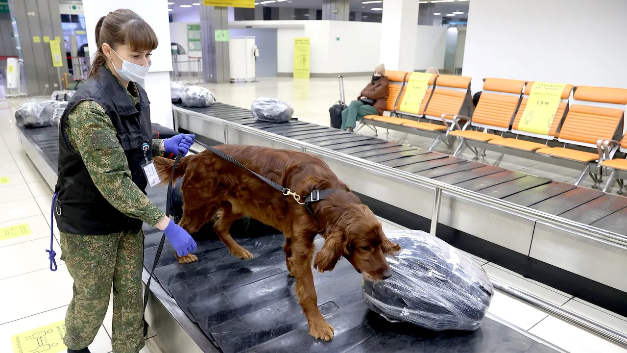 Câini special dresaţi depistează bolile tropicale pe aeroporturile din Scoţia