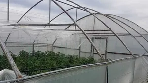 Vijelia a făcut prăpad într-o localitate din judeţul Olt. Zeci de hectare de solarii au fost distruse