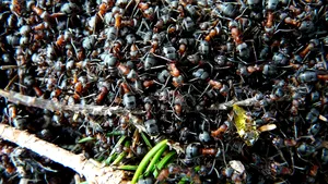 O colonie de furnici „a furat” într-o singură noapte un nasture de la o haină lăsată la uscat