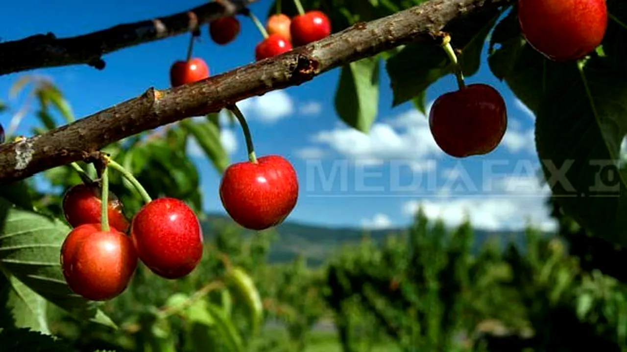 Porumboiu: România nu are o agricultură reală, importăm cireşe din Africa de Sud şi fasole din Etiopia