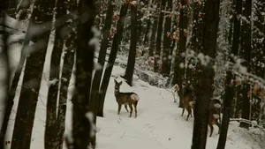 Capră neagră împuşcată în Parâng. Braconierii au fost prinşi