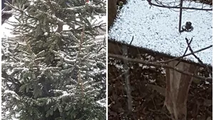 Fulgi de zăpadă cât bobul de mazăre, la Sibiu. În doar 5 minute, gheaţa a acoperit totul. VIDEO