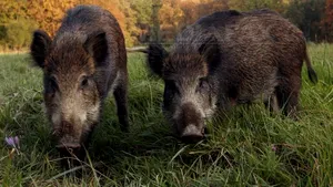 Porci mistreţi găsiţi morţi la marginea unei liziere de lângă Autostrada Cernavodă - Constanţa