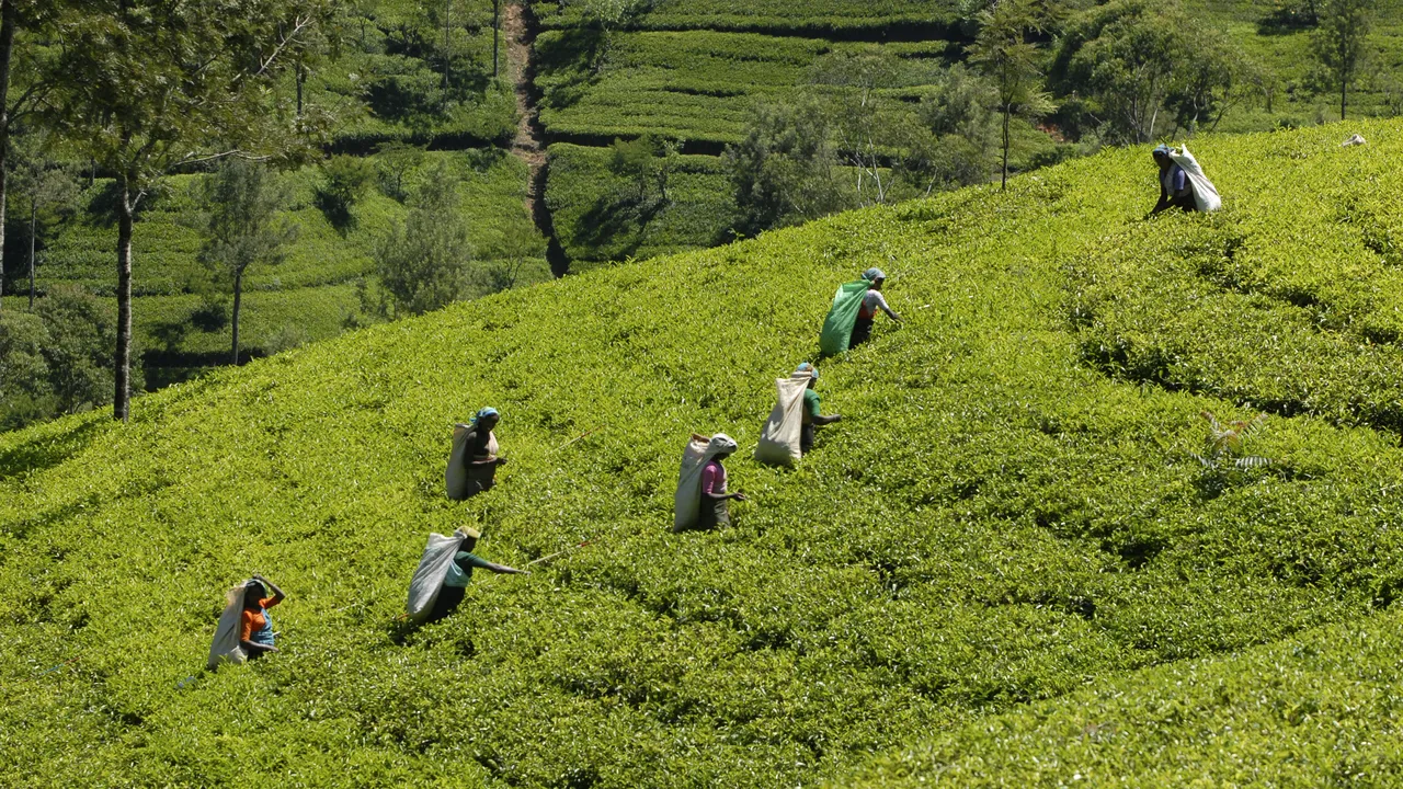 Sri Lanka a găsit o metodă inedită de a-şi plăti datoria externă. Cum vor proceda