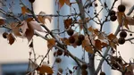 Cinci arbori pe care nu ar trebui să-i ai niciodată lângă casă, potrivit unui specialist spaniol: „Problema nu se vede la început”