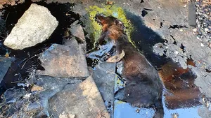 Salvarea unei căţeluşe prinse în smoală. Pompierii au intervenit timp de peste 4 ore