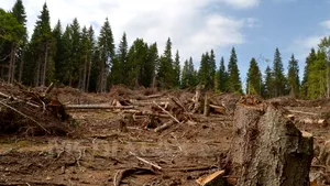 Neamţ: Cinci bărbaţi, reţinuţi după ce au tăiat ilegal arbori şi au vândut lemnul cu acte false - VIDEO