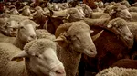 România exportă masiv ovine în Algeria: 30.750 de oi livrate, peste 100.000 programate