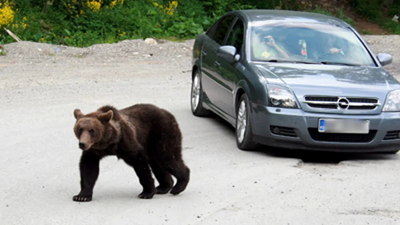 Acţiune de capturare a urşilor din Sinaia, de vineri noaptea - VIDEO