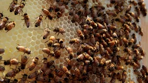 Cel puţin 18 persoane, internate în spital după ce au fost înţepate de albine în Ungaria