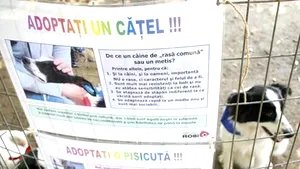 Animal Lovers Protest In Bucharest Over Plans To Euthanize Stray Dogs