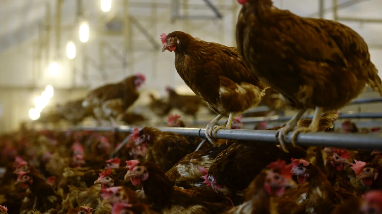 Fermele industriale de pui ar putea favoriza răspândirea unei bacterii care provoacă diaree și gastroenterită, arată un studiu