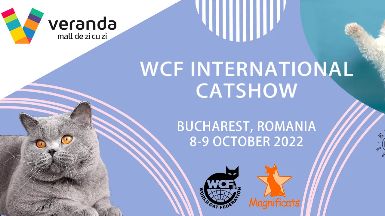 Magnificats - peste 130 de pisici de rasă WCF participă la expoziţia internaţională