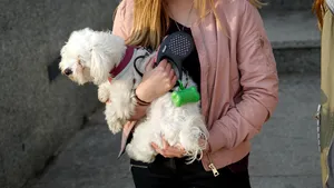 STUDIU. Câinii suferă dificultăţi emoţionale în adolescenţă precum oamenii, spun specialiştii