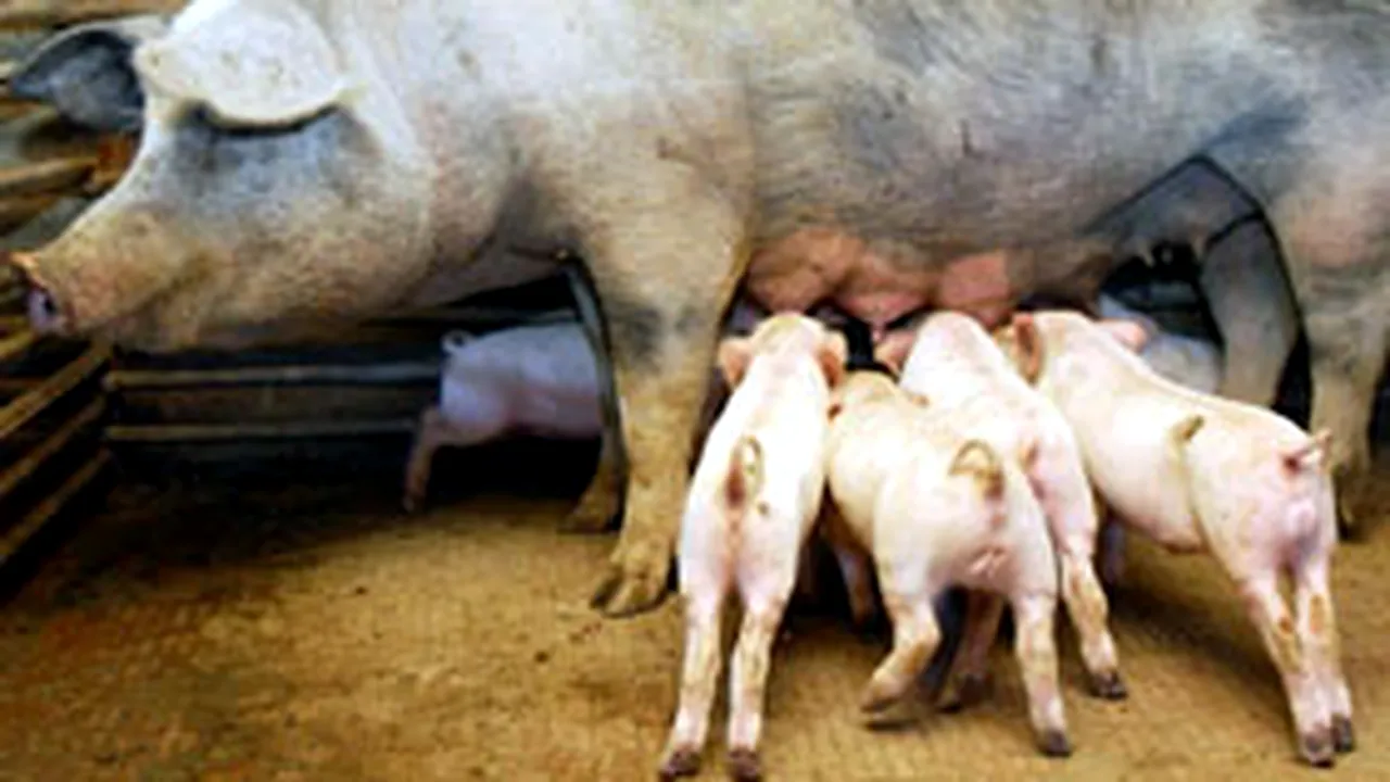 Porcii din fermele cu pestă porcină vor fi împuşcaţi, incineraţi şi îngropaţi
