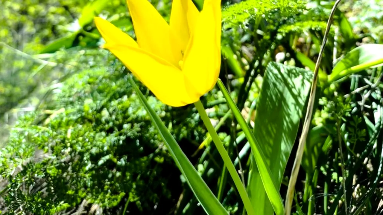 Una dintre cele mai rare flori de pe planetă. Tot mai multe exemplare în Cazanele Dunării