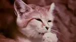 O pisică a furat o mașină și a provocat un accident. Imaginile au devenit virale