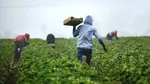 Nou record de angajați străini în Spania: Lucrătorii marocani au depășit numărul românilor 