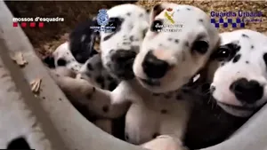 Peste 400 de câini şi pisici salvaţi dintr-o reţea de trafic de animale. Animalele erau ţinute în condiţii precare şi înmulţite pentru profit