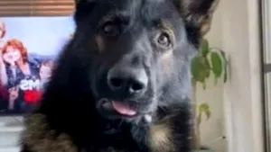 Ce se întâmplă când adopţi un fost câine poliţist? Patrupedul Dante, reacţie amuzantă când aude cuvântul „cocaină” VIDEO