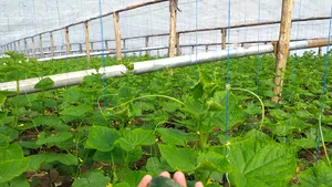 Probleme la prima producţie de castraveţi din an: Legumicultori, nemulţumiţi de preţuri. Oamenii se tem că vor avea pierderi | FOTO, VIDEO