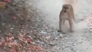 Incident pe un traseu turistic în SUA: Copil de patru ani, atacat de o puma