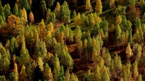 Peste 700 de hectare de pădure, distruse complet de fenomenele meteo extreme din ultimele zile