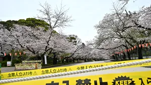 Cum au sabotat barurile locale şi florile de cireş răspunsul Japoniei la coronavirus