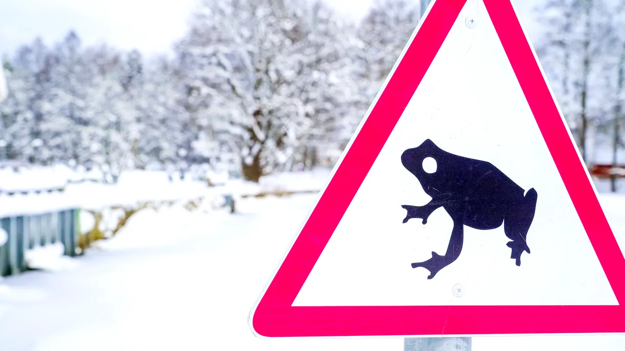 O stradă aglomerată din Estonia, închisă pe timp de noapte pentru a apăra o specie de amfibieni