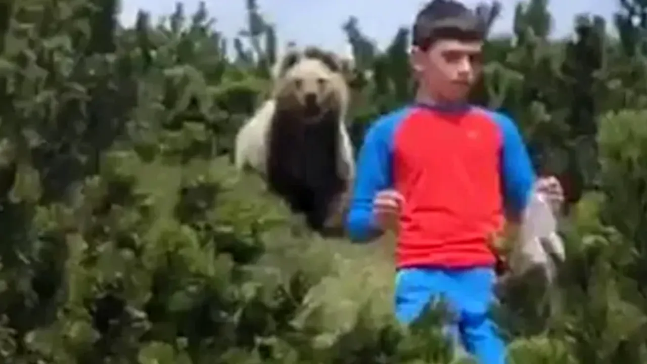 VIDEO. Un copil de 12 ani a fost urmărit de un urs brun, la câţiva metri distanţă, în munţi. Reacţia neaşteptată care l-a salvat de la atac