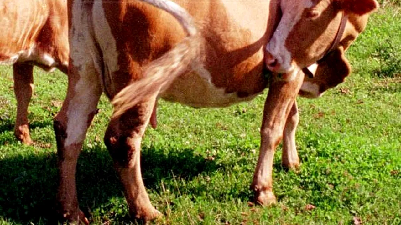 Un copil de cinci ani, omorât de vaca din gospodărie care s-a speriat din cauza furtunii