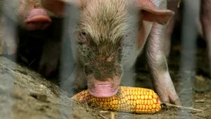 Asociația Producătorilor de Carne de Porc vrea adoptarea unor măsuri urgente pentru controlul Pestei Porcine Africane