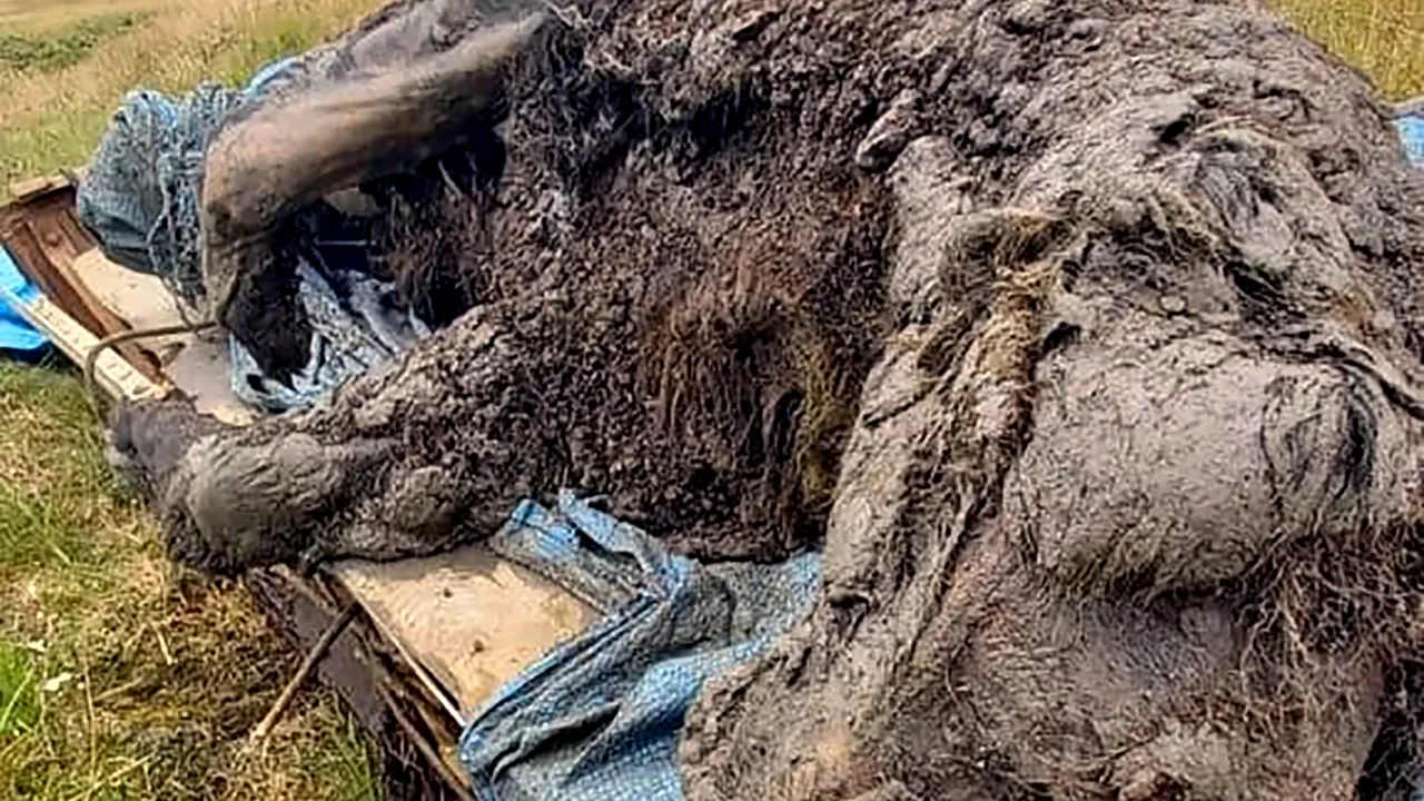Rămăşiţele unui urs din epoca glaciară au fost descoperite perfect conservate în Rusia. Topirea permafrostului a scos la lumină rămăşiţele preistorice