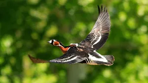 Verdictul ornitologilor în cazul brăileanului suspectat că a mâncat o pasăre rară. Gâsca a fost braconată. FOTO