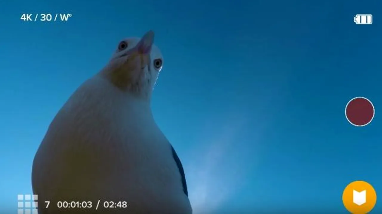 Camera GoPro, descoperItă la cinci luni după ce a fost „furată” de un pescăruş. Este uimitor ce filmări a găsit propietarul | VIDEO