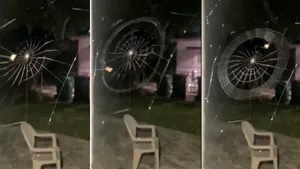 Cum se ţese o pânză de paianjen? Clipul, viral pe Twitter 