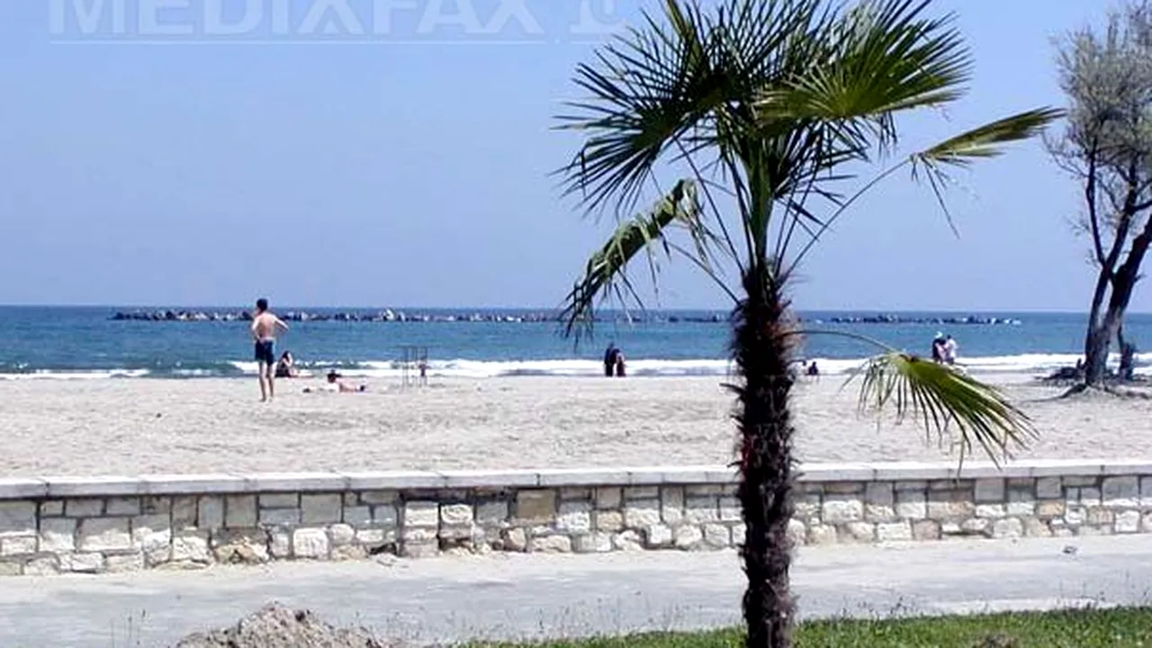Palmierii furaţi din Eforie Sud au fost recuperaţi iar hoţul a fost prins de poliţişti